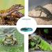 QIODAZOO Bowls for Reptiles Amphibians Tortoise Accessories 2 IN 1 Reptile Feeding Dish Automatic Dispenser Tortoise Water Dish Lake Blue - Buy Online on GoSupps.com