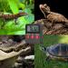 GERUI battery operated temperature/humidity meter for terrariums "Digital thermo/hygrometer remote sensing 6 6 cm" Digital thermometer hygrometer for reptiles terrarium pets - Buy Online on GoSupps.com