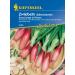 Onions Spring onions Rossa Lunga di Firenze Red from Florence red