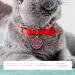 Ibera Gifts - Personalized Round Cat Necklace for Medium to Large Cats | Engraved Name & Address Collar | Fuchsia Glitter - Buy Online on GoSupps.com