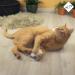 Buy NE & NO Cat Toys with Catnip - 3 Set Play Animals + 9 Refillable Mint Pillows | Best Catnip Toys for Playful Cats - Buy Online on GoSupps.com