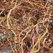 Jahno Herbs Jamaican Sarsaparilla Root (Smilax reglii) Cut and Sifted Wild-Harvest - Buy Online on GoSupps.com