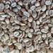 Mexico Oaxaca (2 LBS) Specialty Grade Unroasted Green Coffee Beans 907 g (Pack of 1) - Buy Online on GoSupps.com