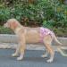 Cutebone 3-Pack Washable Dog Diapers - Waterproof Puppy Pants for Heat Valentine's Day Rose Collection Size L (51-68.5cm) - Buy Online on GoSupps.com
