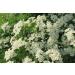 Health Embassy Hawthorn Flower Tea (Crataegus L.) - 50g | Premium Herbal Tea for Heart Health | International Shipping Available - Buy Online on GoSupps.com
