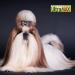 Best Shot Pet The MAXX Ultra Concentrate Miracle Detangler 8.5 oz (UMXX-1) - Buy Online on GoSupps.com
