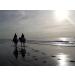 "BE COOL" COOKIES for a "Chilled Out" CALMER COOLER Horse - With Ashwagandha and B Vitamins - Buy Online on GoSupps.com