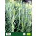 Biojoy Romarin moulu BIO (250 g) Romarin en poudre (Salvia rosmarinus L.) - Buy Online on GoSupps.com