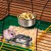 Okllen 4 Pack Bird Feeding Dish Cups Detachable Stainless Steel Bird Food Bowls with Clamp Bird Cage Feeder Hanging Pet Bowl for Chinchilla Parrot Cockatiel Conure Budgies Parakeet Small Animal - Buy Online on GoSupps.com