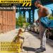 FIDA AutoBrake Retractable Dog Lead - 5m Heavy Duty Extendable for Large Dogs | Anti-Pull Patented Design - X-Large Size - Buy Online on GoSupps.com