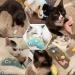 CTZNXIY Catnip Toys - 8 Pcs Cat Toys for Indoor Cats | Ideal Gifts for Cat Lovers | Interactive Toys for Happy Cats - Buy Online on GoSupps.com