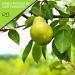 Sun Dried California Pears (32oz) - Sweet Dehydrated Fruit Snack - All Natural, No Sugar Added - Vegan & Kosher - Resealable Bag - Buy Online on GoSupps.com