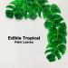48pcs Edible Tropical Turtle Leaves Cupcake Toppers  CGHCEAIÂ  Palm Leaves Cake Decoration For Hawaii Theme Jungle Party Cake Toppers Birthday Party Supplies - Buy Online on GoSupps.com