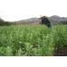 4 x 500 g Quinoa white organic - Buy Online on GoSupps.com