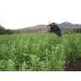 Buy Organic Tricolor Quinoa from Peru - 4 x 500g Vegan Superfood Gluten-Free | Pachamama Fruits - Buy Online on GoSupps.com