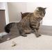 SmartyKat Skitter Critters Catnip Cat Toys - Gray/Cream (3 Count) | Pack of 1 - Buy Online on GoSupps.com
