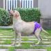 Cuteebone Washable Dog Diapers for Bitches - 3 Reusable Premium Dog Diapers (Size S: 28-40.5cm) - High-Suction Eco-Friendly Solution for Pet Care - Buy Online on GoSupps.com