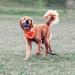 Chuckit! Ultra Squeaker Ball Large - 1-Pack | High-Quality Dog Toy for Interactive Play - Fast International Shipping - Buy Online on GoSupps.com