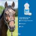 Str h Totes Sea Sole 5% Inhalation for Horses | 1L - Supports Airway Health Relieves Respiratory Diseases Allergies & Eczema - Buy Online on GoSupps.com