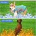 XXL Green Dog Cooling Vest - Breathable Mesh Jacket for Small to Medium Dogs | Summer Cool & Convenient with Reflector Strips - Buy Online on GoSupps.com