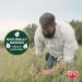 Kaytee Natural Timothy Hay High Fibre Food 1.4 kg Hay 1.4 kg (Pack of 1) - Buy Online on GoSupps.com
