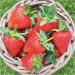 Tiptree Organic Strawberry 340g - Buy Online on GoSupps.com