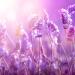 Petal Fresh Lavender Bath & Shower Gel 16 fl oz - Soothing Pure Formula - Buy Online on GoSupps.com