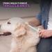 Double-Sided Pet Brush for Grooming Dogs, Cats & More - Detangling Pins & Smoothing Bristles - 1 Count - Buy Online on GoSupps.com