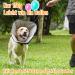 Roll Ruff Dog Leak Protection Collar - Adjustable Soft Tape Breathable & Eco-Friendly Black XL - Buy Online on GoSupps.com