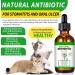 Natural Antibiotics for Cats 2 PCS Cat Antibiotics- Cat Multivitamin is anti-bacterial effect antibiotics for cats Supports Immune & Cats Allergy Relief Health Supplies Cats UTI Antibiotics(60ml) - Buy Online on GoSupps.com