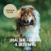 Rudelknig Food Bag for Dogs | Durable Retrieving Bag for Training | Basic Black Treat Dummy - Buy Online on GoSupps.com