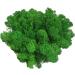 AMEICE Moss Preserved Reindeer Forest Moss Naturally Preserved Prefect Decor for Fairy Gardens, Terrariums, or Any Craft or Floral Project (Green Reindeer Moss)