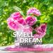 DEMETER Bulgarian Rose 1 Oz Cologne Spray Perfume for Women - Buy Online on GoSupps.com