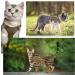 Tactical Cat Harness - Escape Proof Soft Mesh Pet Vest for Large Cats & Small Dogs - Adjustable and Comfortable - Khaki - Buy Online on GoSupps.com