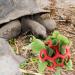 Lodcazio Turtle Treat Hay Feeder Ball - Ideal Food Dispenser for Tortoises & Small Pets - Fruit & Vegetable Holder Toy (GetaWay Solids) - Buy Online on GoSupps.com