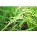 Organic Long Grain Brown Rice - 8 lbs | Whole Grain Raw Unpolished Kosher Vegan | Nutty Flavor & Chewy Texture | High Dietary Fiber | Ideal for Salads & Pilafs - Buy Online on GoSupps.com
