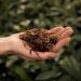 Premium SYBASoil Terrarium Soil 5L - Ideal Terrarium Substrate for Healthy Plants & Easy Setup - Buy Online on GoSupps.com