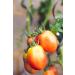 Hundredfold Amish Paste Tomato 30 Vegetable Seeds - USA Heirloom Plum Tomato for Paste Sauce Canning & Salad