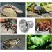 SCNNC E27 Reptile Heating Bulb UVA UVB Bulb Tortoise 50W 230V Dimmable Sunbathe Heat Lamp E27 Reptile Basking Bulb for Bearded Dragon Lizard Snake Gecko Turtle Chameleon Pack of 4 - Buy Online on GoSupps.com
