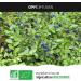 Organic Blueberry Berry -250mg - 200 Vegetable Capsules - Buy Online on GoSupps.com
