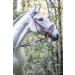 Indira Bridle Pro for Cob & Small Horses - Pink 02 | Premium Quality International Shipping - Buy Online on GoSupps.com