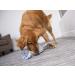 goDog Dinos Squeaker Plush Dog Toy - Chew Resistant & Durable - Large Frills (Gray) - Buy Online on GoSupps.com