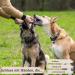 Natural Dog Dental Sticks - 3-Pack Vegan Chews for Tartar Control - Hypoallergenic & 100% Natural - Buy Online on GoSupps.com