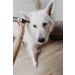 Buy Lila Loves IT Dog Ear Cleaner | Vegan Microsilver & Zinc | 100ml - Relieves Itching & Cleans Ears - Buy Online on GoSupps.com