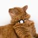 Lucybalu Premium Airtag Katzenhalsband | Tear-Resistant Nylon Cat Collar | Apple Airtag Compatible | Durable Tracker for Cats | Ideal Airtag Collar in Sand - Buy Online on GoSupps.com