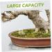 Mipcase Pet Water Feeder Ant Feeding Bowl Ants Farm Water Feeders Insect Feeder Ants Watering Cup Plastic - Buy Online on GoSupps.com