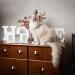 Pet Memorial Frames - Paw Print Keepsake Triple Folding Photo Frame with Clay Imprint Kit (White) | Perfect for Cat or Dog Memorabilia - Buy Online on GoSupps.com