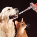 Nuanchu 2 Pieces Pet Pill Plunger Popper for Small Cats Dogs Pill Gun Dispenser Shooter Pet Piller Soft Tip Tablet Syringe Pusher Animal Medicine Feeder for Feeding Accessories (Red Green) - Buy Online on GoSupps.com