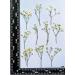 White Baby's Breath Dried Pressed Flowers - 16 pcs for Resin Art Craft DIY - Buy Online on GoSupps.com