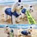 Brocarp Dog Jean Jacket Blue Denim Vest Coat for Small Dogs - Cute & Machine Washable Apparel - Buy Online on GoSupps.com